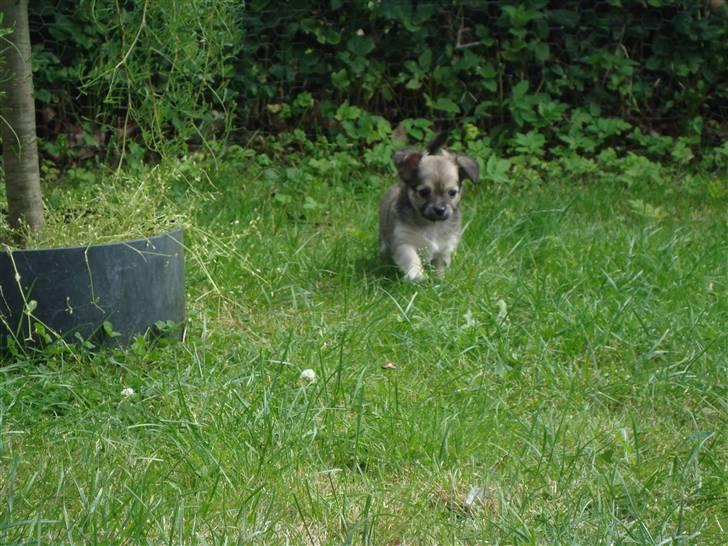 Chihuahua ~°º•Fino•º°~ - 27/6-09 billede 2