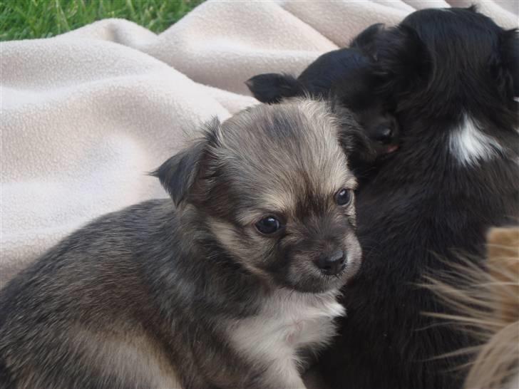 Chihuahua ~°º•Fino•º°~ - 27/6-09 billede 3