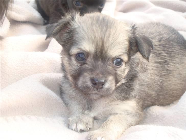 Chihuahua ~°º•Fino•º°~ - 2009 dejlig han er <3 billede 4