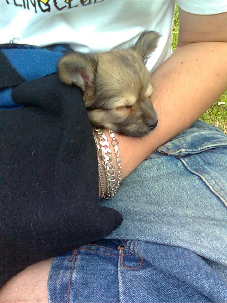 Chihuahua ~°º•Fino•º°~ - 20/7-09 billede 5