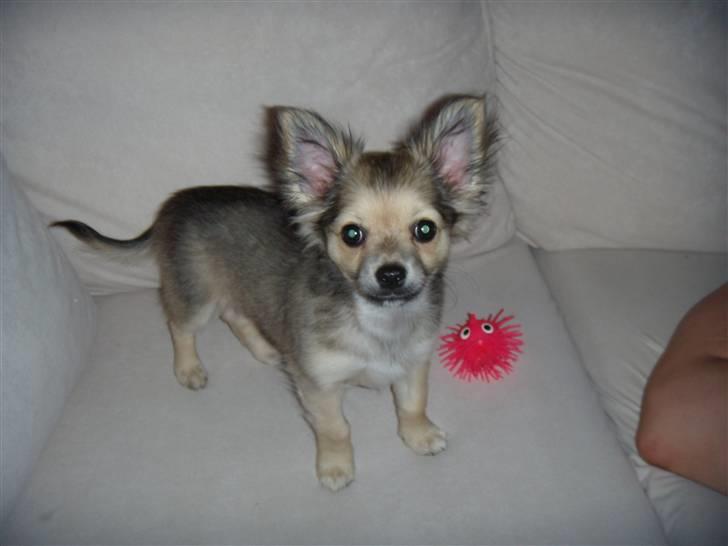 Chihuahua ~°º•Fino•º°~ billede 6