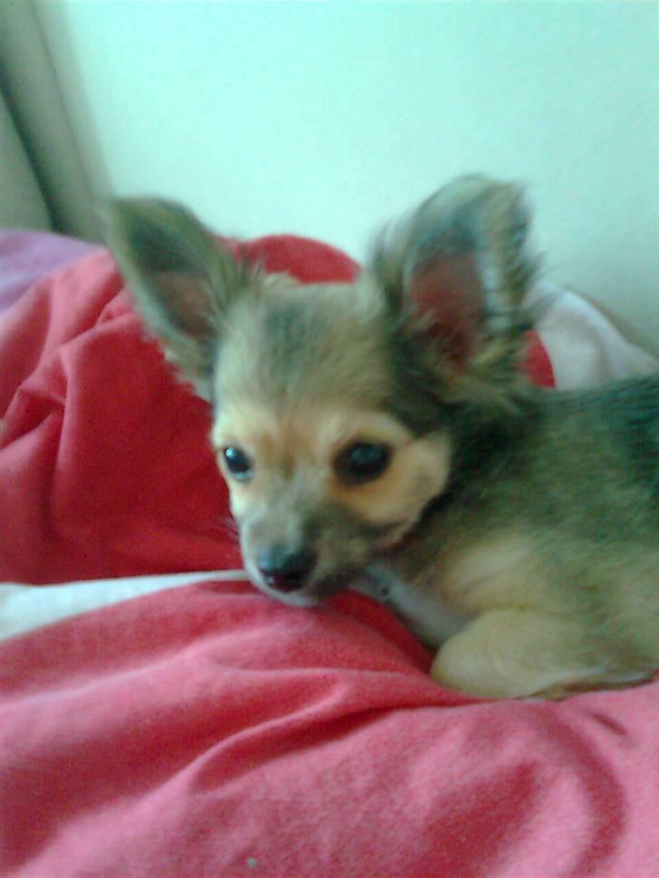 Chihuahua ~°º•Fino•º°~ billede 7