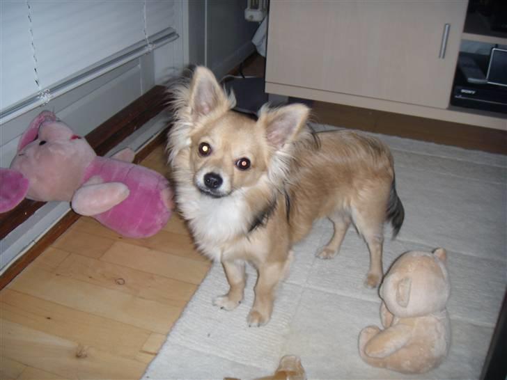 Chihuahua ~°º•Fino•º°~ - <3 billede 8