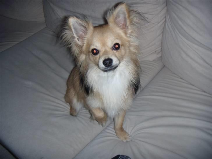 Chihuahua ~°º•Fino•º°~ - 2010 billede 9