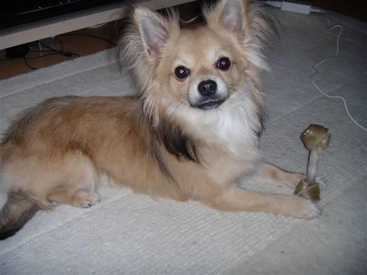 Chihuahua ~°º•Fino•º°~ - 2010 billede 10