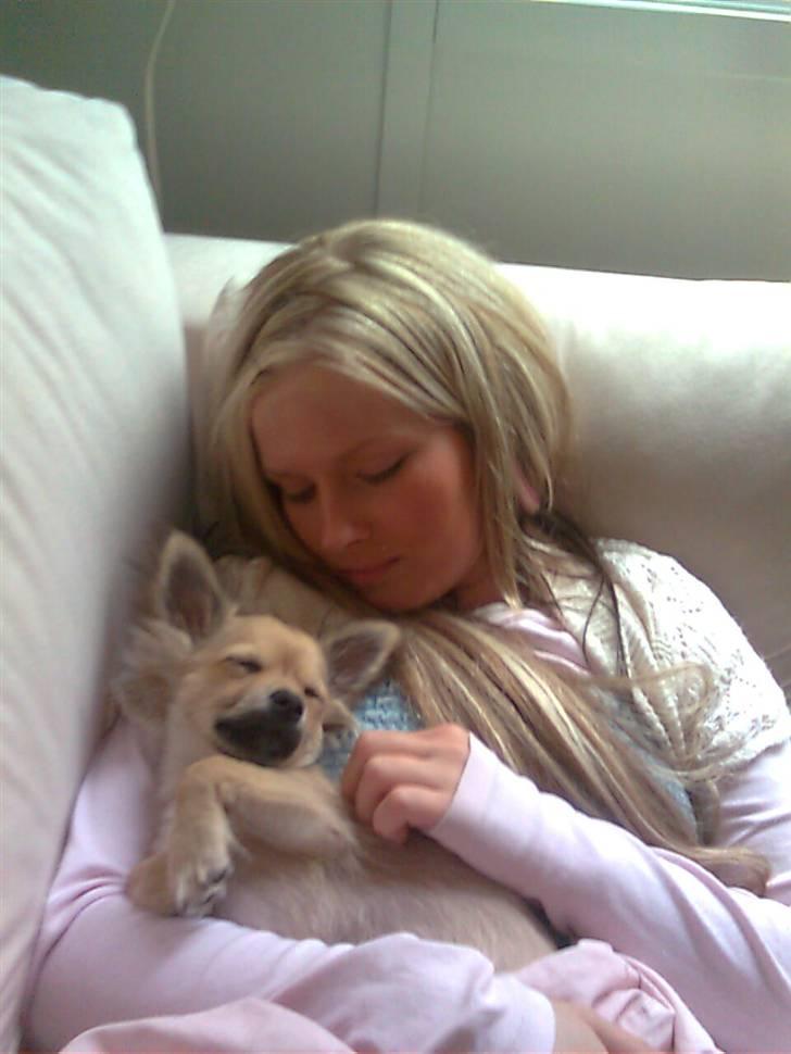 Chihuahua ~°º•Fino•º°~ - Jeg og min skatterbasse billede 11