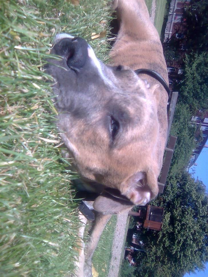 Amerikansk staffordshire terrier Frøken billede 12