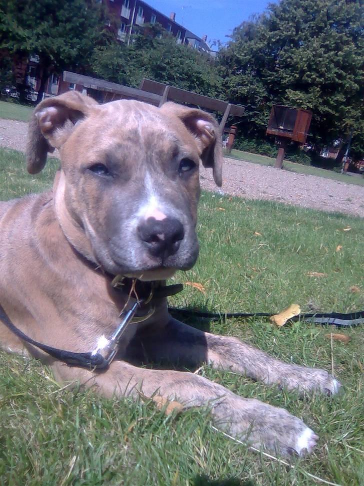 Amerikansk staffordshire terrier Frøken billede 13