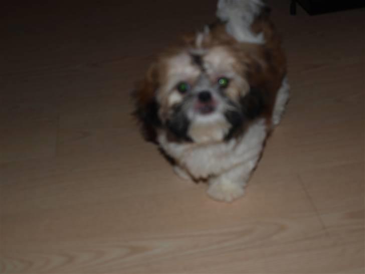 Shih tzu Bailey billede 14