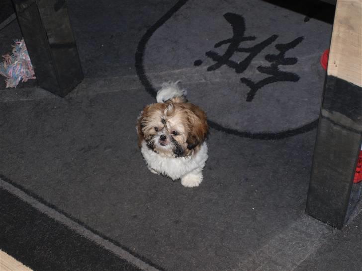 Shih tzu Bailey billede 15