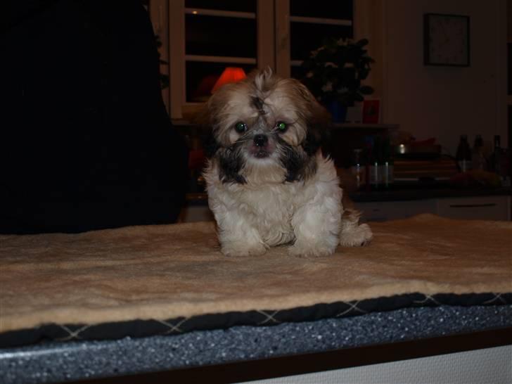 Shih tzu Bailey billede 16