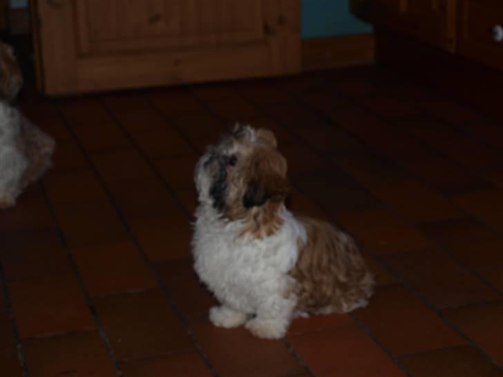 Shih tzu Bailey billede 19