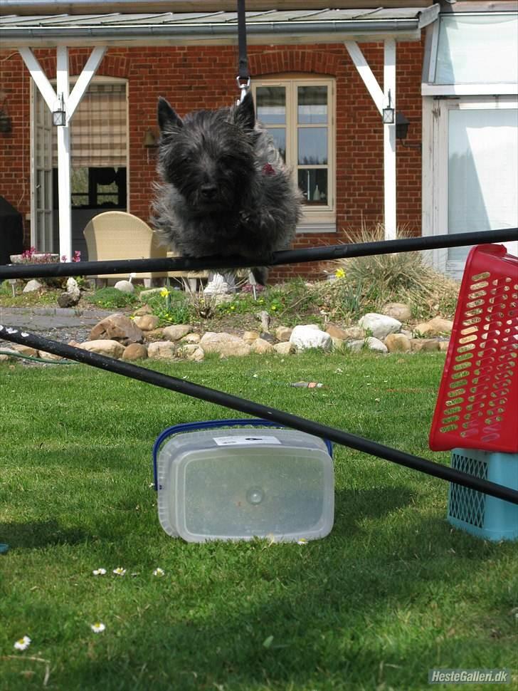 Cairn terrier Ronja - ronja springer :) billede 8