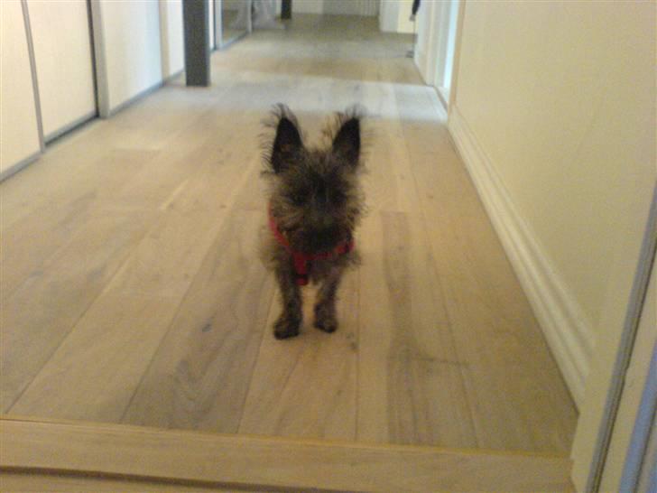 Cairn terrier Ronja - lige da jeg havde fået hende ;D billede 9