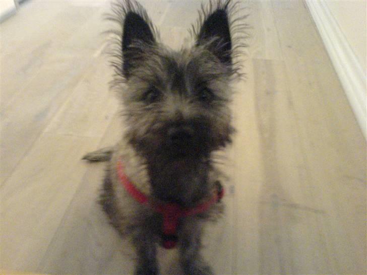 Cairn terrier Ronja - lige da jeg havde fået hende ;D billede 10