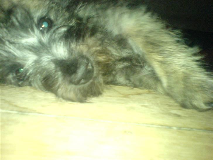 Cairn terrier Ronja - hej  billede 11