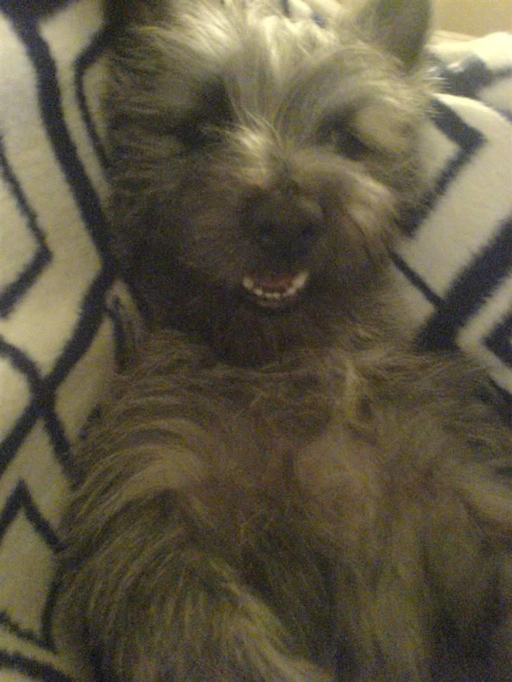 Cairn terrier Ronja - heh smill billede 12