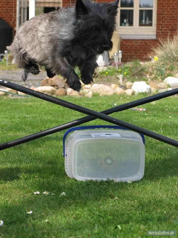 Cairn terrier Ronja - ronja springer :) billede 13