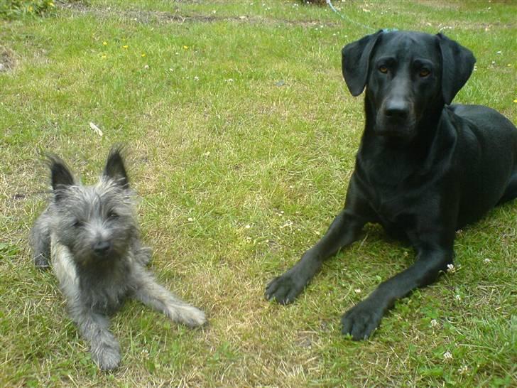 Cairn terrier Ronja - ronja og sasha min onkels hund :) billede 14