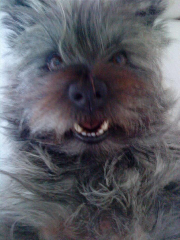 Cairn terrier Ronja - hun ligner en bjørn <33.., billede 15