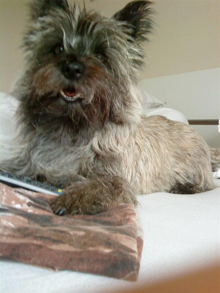 Cairn terrier Ronja - ronja ser tv heh :D  billede 16