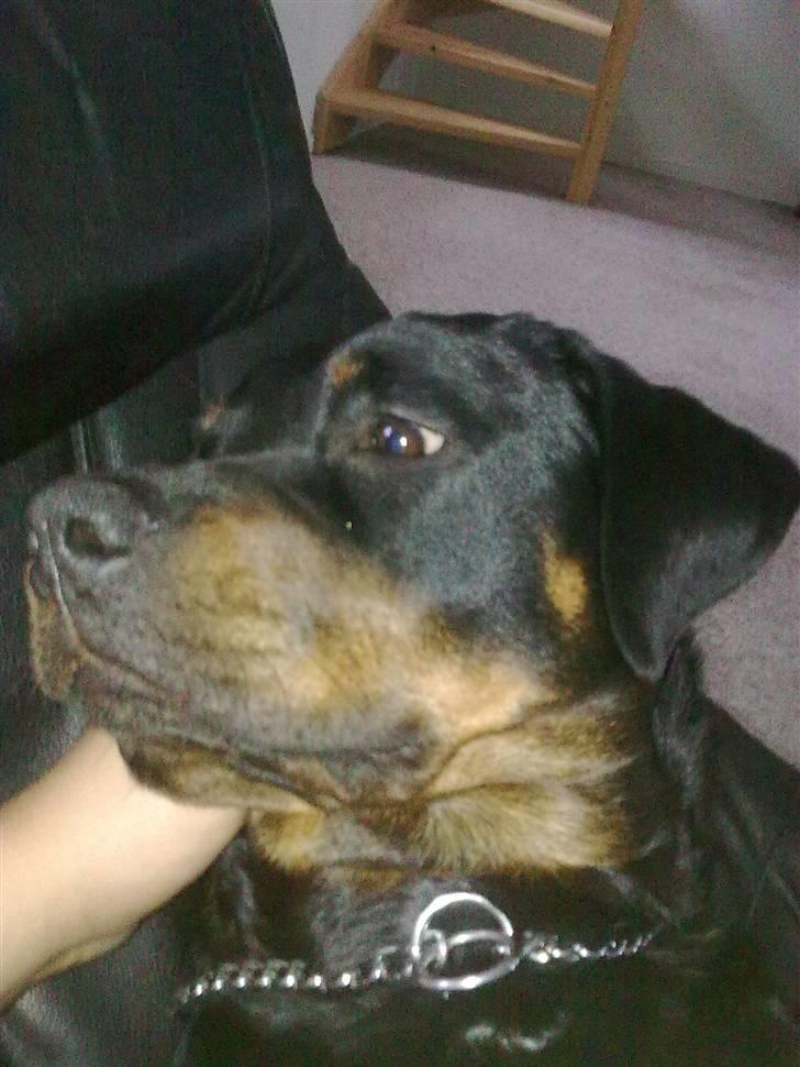 Rottweiler Sascha billede 7