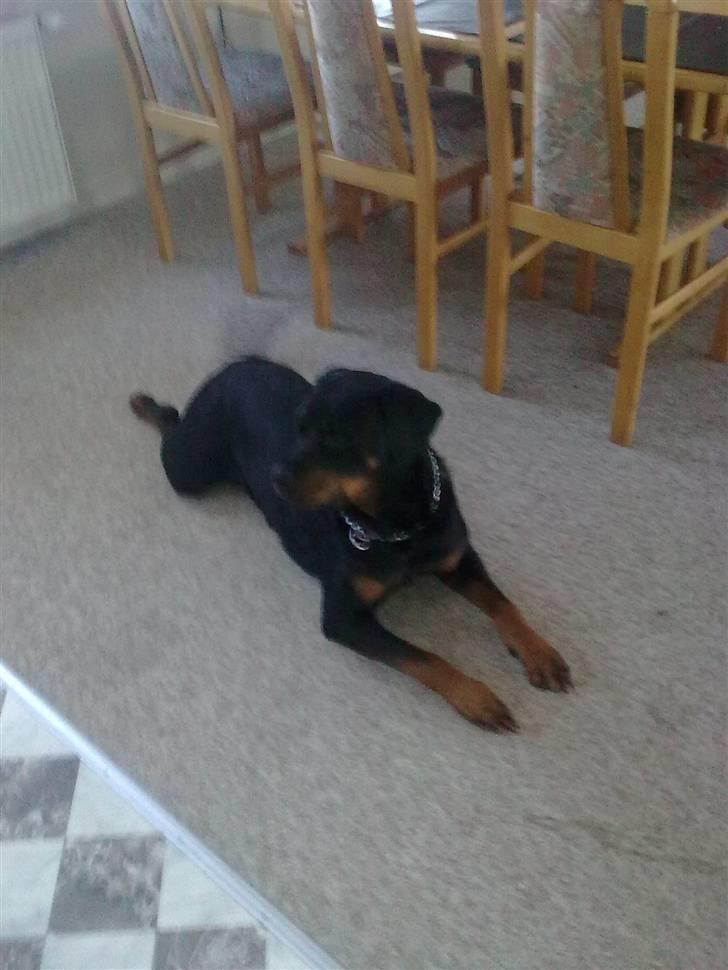 Rottweiler Sascha billede 8