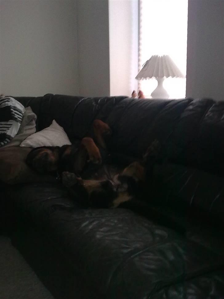 Rottweiler Sascha - ja det er dælme rart med en go morfar ;) billede 9