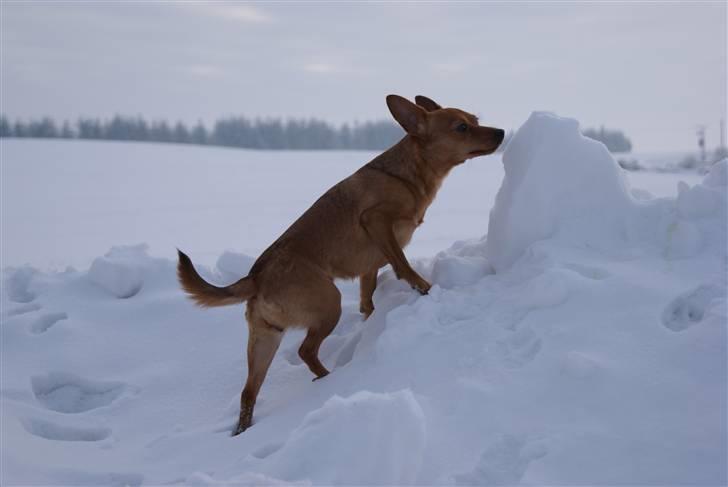 Blanding af racer Ellie - Ellie januar 2010 billede 17