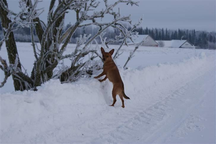 Blanding af racer Ellie - Ellie januar 2010 billede 18