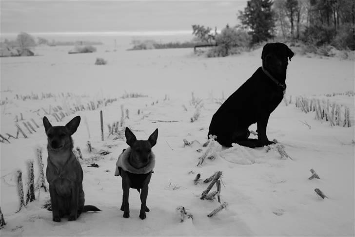 Blanding af racer Ellie - Familie billede af Ellie, Enya og Zeus - januar 2010 billede 19