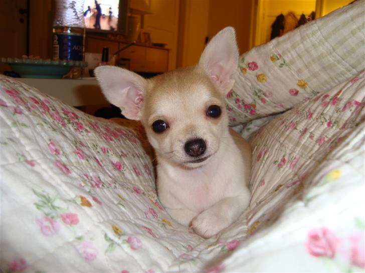 Chihuahua Monique billede 3