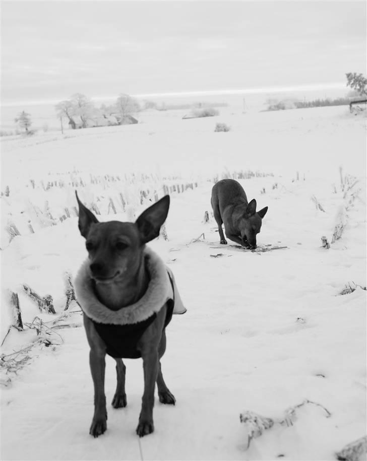Dvaergpinscher Enya - Enya januar 2010 - hendes datter Ellie fra 2008 er i baggrunden billede 18
