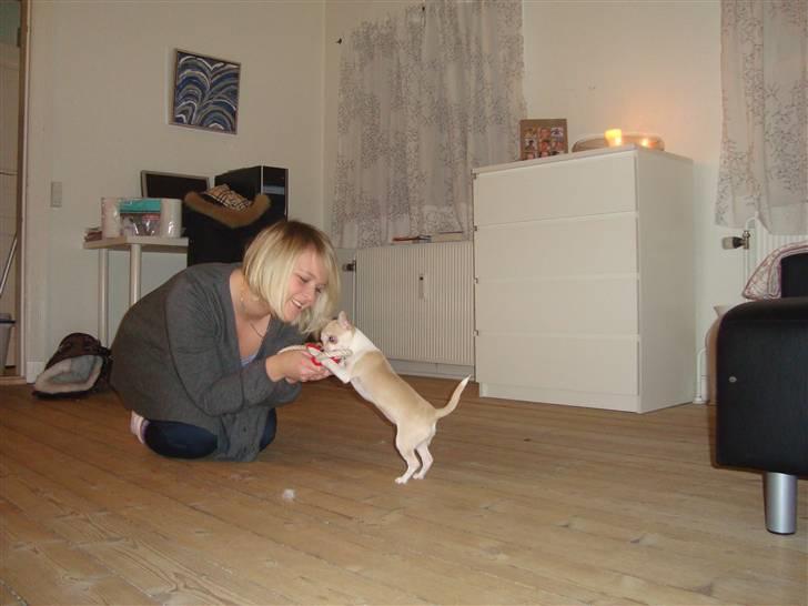 Chihuahua Monique billede 4