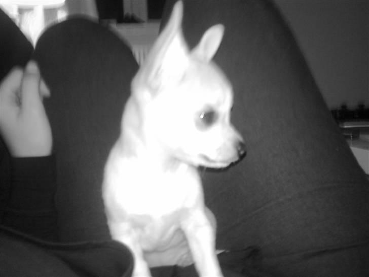 Chihuahua Monique billede 5