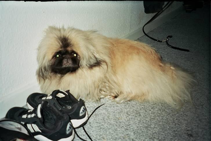 Pekingeser Tudse R.I.P - Himmelhund - se mor jeg passer på dine sko billede 16