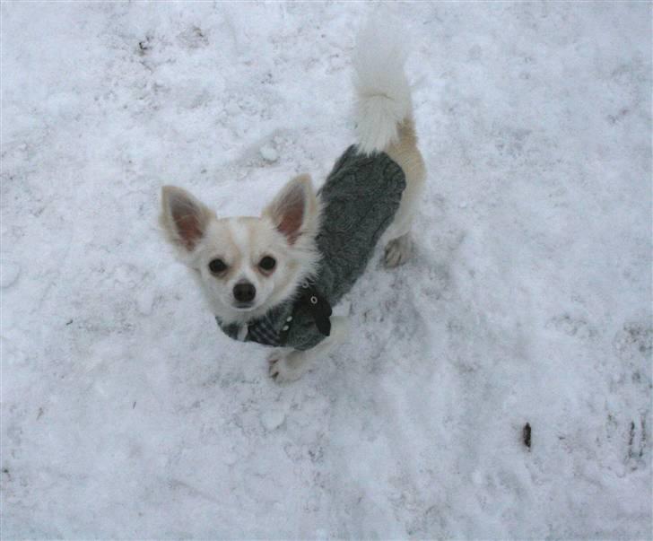 Chihuahua Maldini - Billede taget af journalist fra Sjællandske - 15/1 2010 af Maldini billede 20