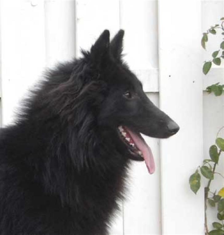 Groenendael Team-ami Nitro Blue  - 1år gammel.  billede 3