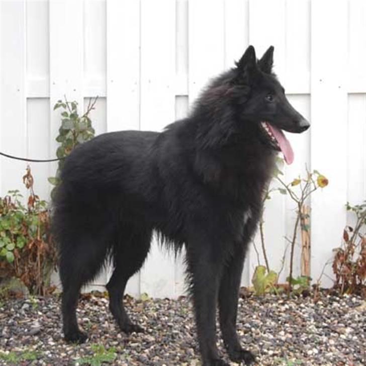 Groenendael Team-ami Nitro Blue  - 1år billede 4