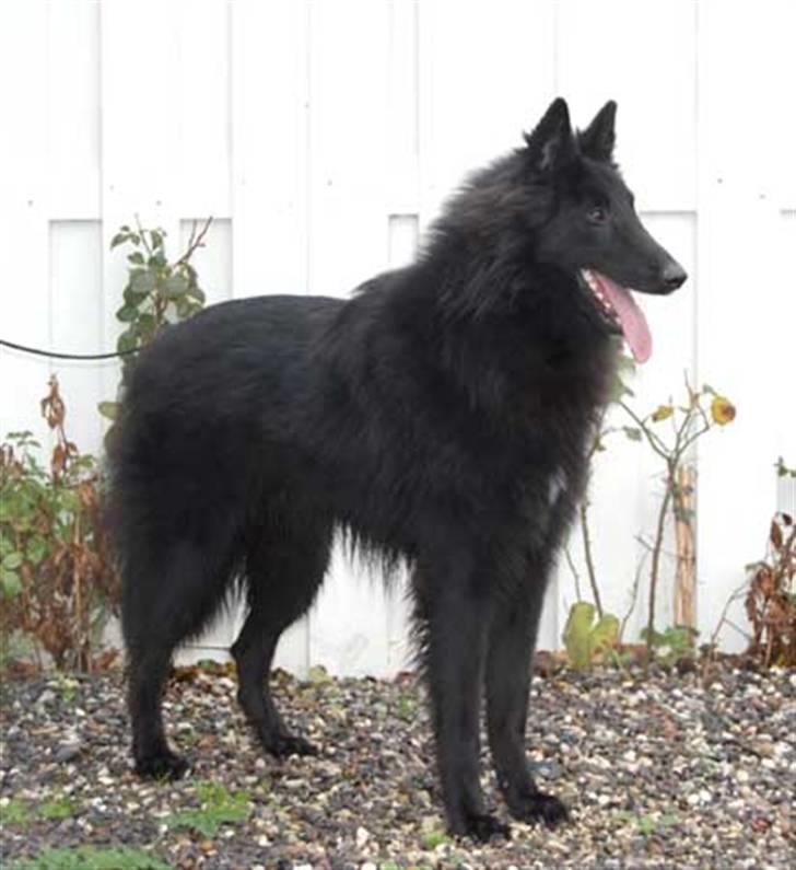 Groenendael Team-ami Nitro Blue  - 1år billede 5