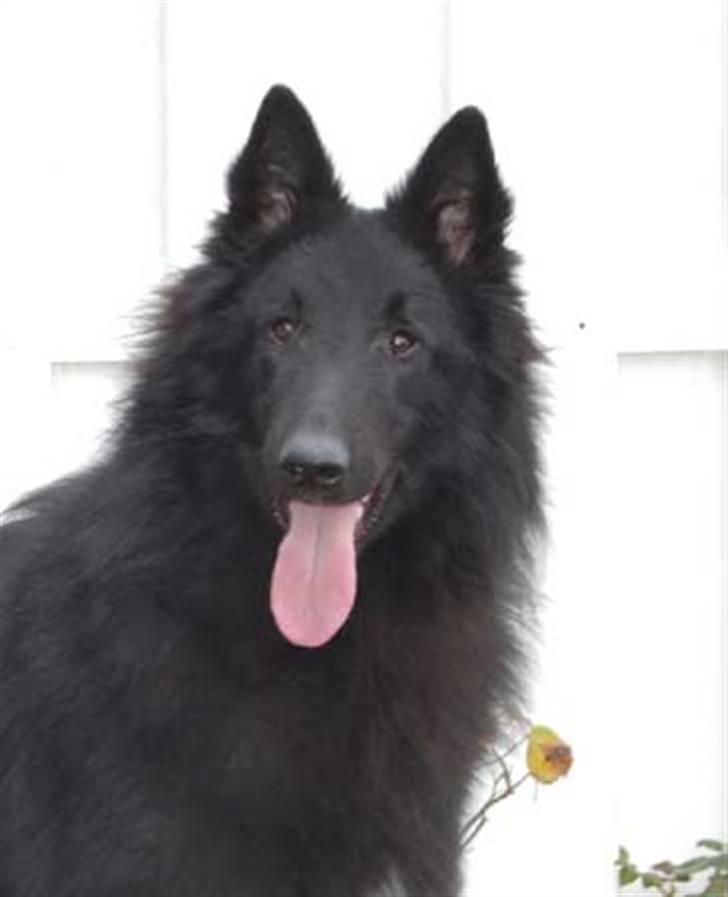 Groenendael Team-ami Nitro Blue  - 1år billede 6