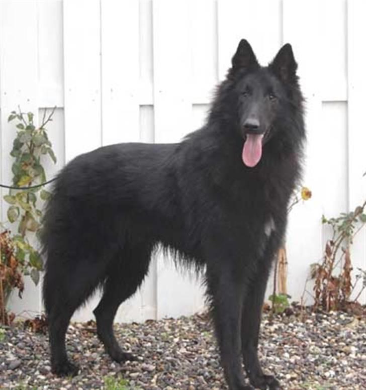 Groenendael Team-ami Nitro Blue  - 1år billede 7