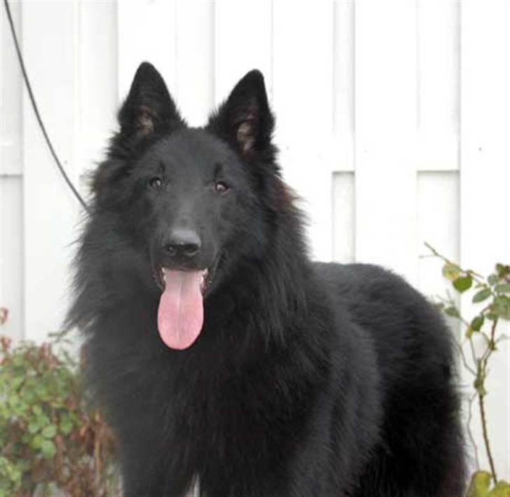 Groenendael Team-ami Nitro Blue  - 1år billede 8