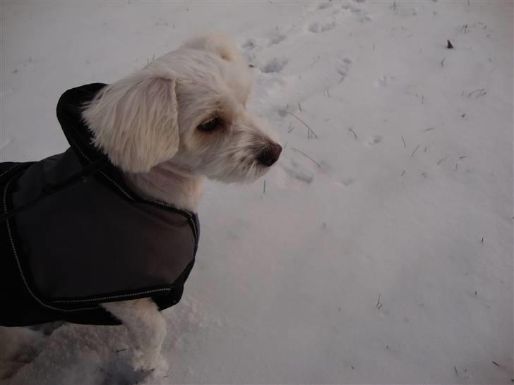 Coton de tulear Jasmin billede 7