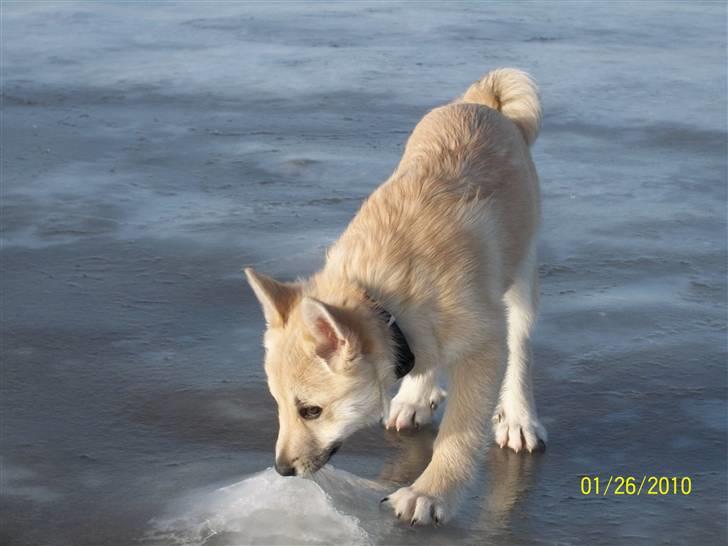 Norsk buhund tika - tika på gladt is billede 17