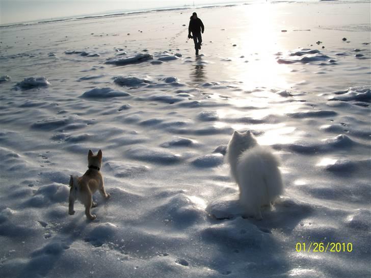 Norsk buhund tika - sikke en modtagelse at få når man kommer ude fra det åbne hav billede 18