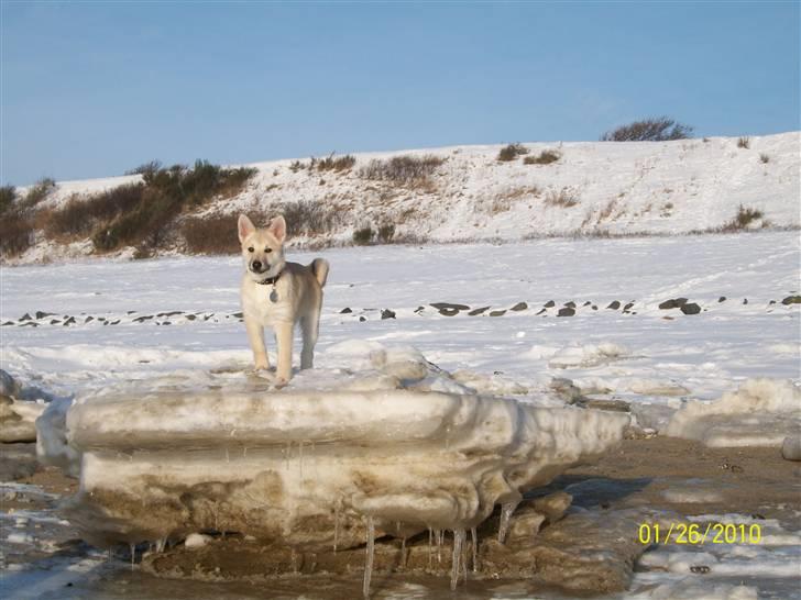 Norsk buhund tika - tika står fint på den store isblok billede 19