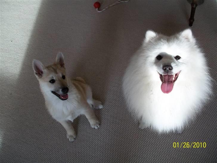 Norsk buhund tika - to gode venner. tka og kato billede 20