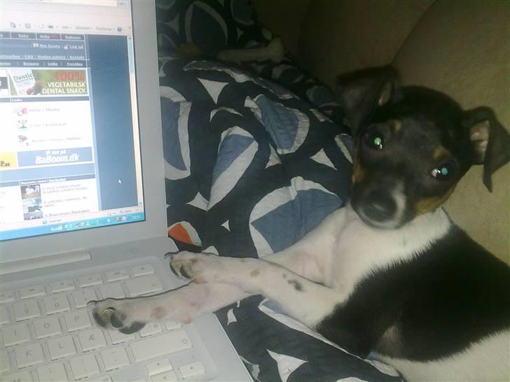 Dansk svensk gaardhund Karla - Sidder og kigger på hundegalleri, sammen med min mor :D  billede 9