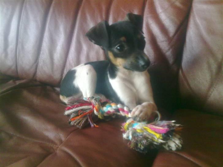 Dansk svensk gaardhund Karla billede 10